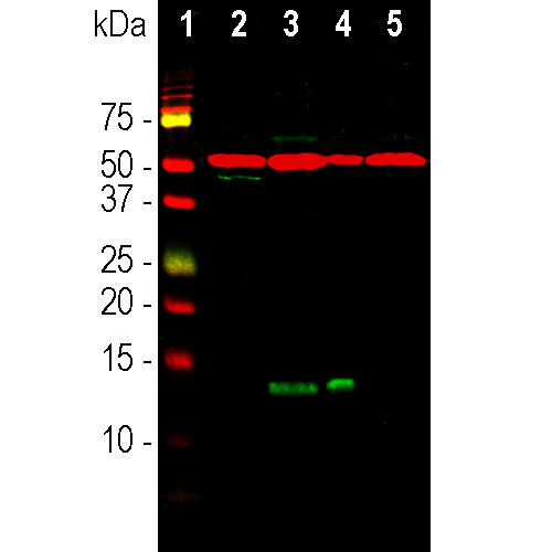 FABP7 Antibody in Western Blot (WB)