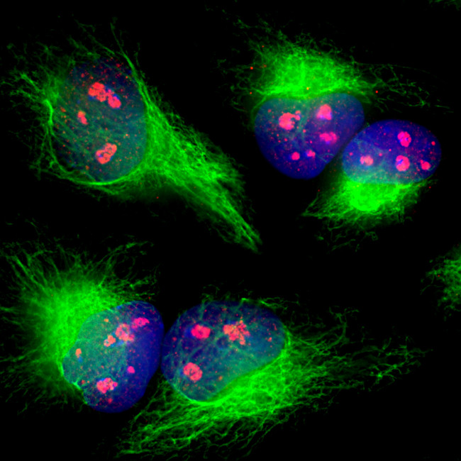 Fibrillarin Antibody in Immunocytochemistry (ICC/IF)