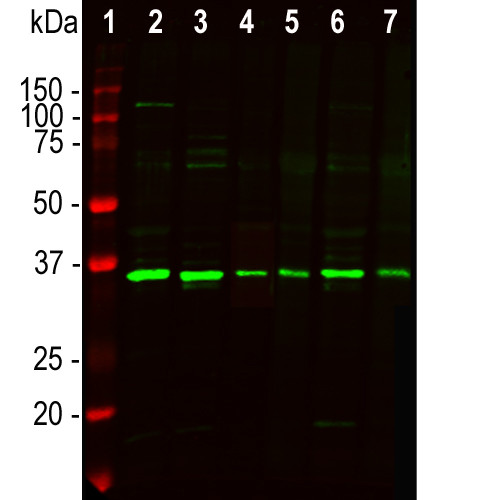 Fibrillarin Antibody in Western Blot (WB)