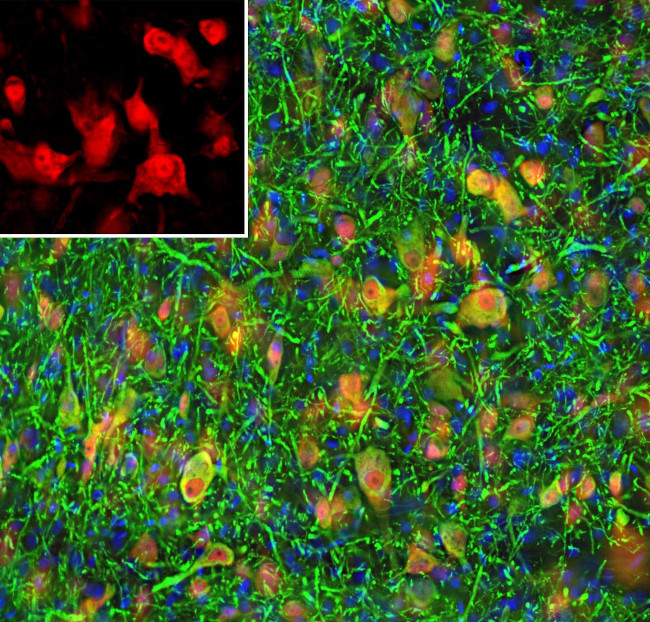 NeuN Antibody in Immunohistochemistry (PFA fixed) (IHC (PFA))