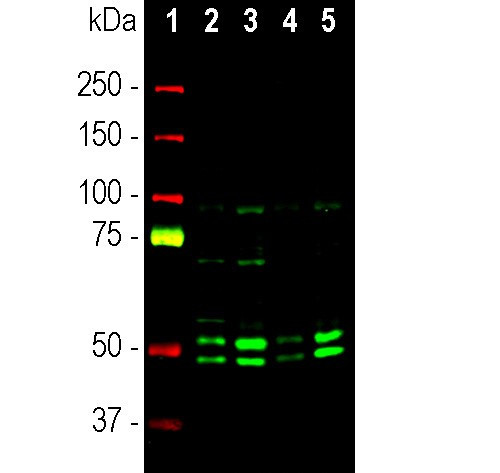 NeuN Antibody in Western Blot (WB)