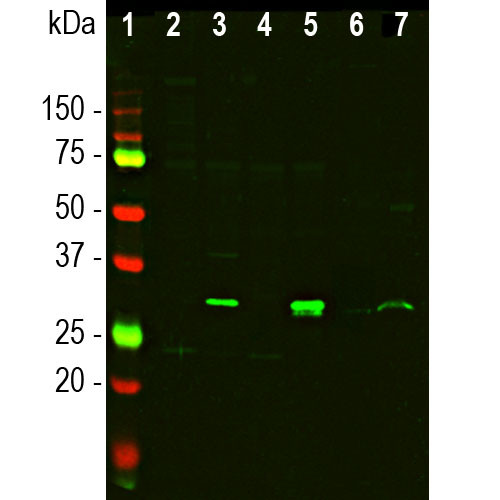 Galectin 3 Antibody in Western Blot (WB)