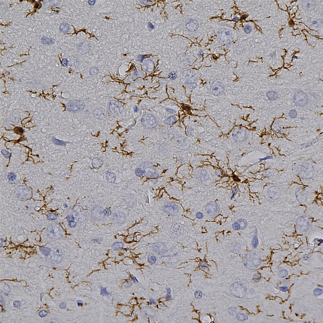 IBA1 Antibody in Immunohistochemistry (Paraffin) (IHC (P))