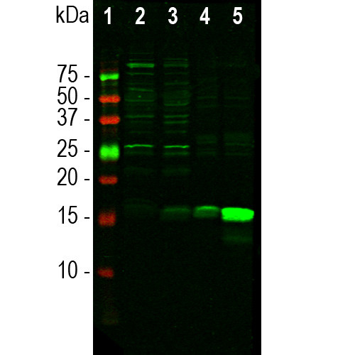 IBA1 Antibody in Western Blot (WB)