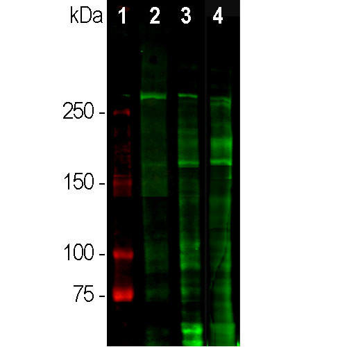 Laminin Antibody in Western Blot (WB)