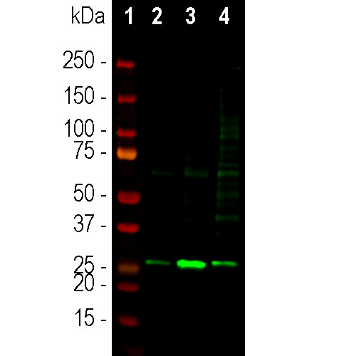 SCGN Antibody in Western Blot (WB)