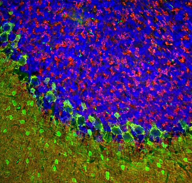 beta Synuclein Antibody in Immunohistochemistry (PFA fixed) (IHC (PFA))