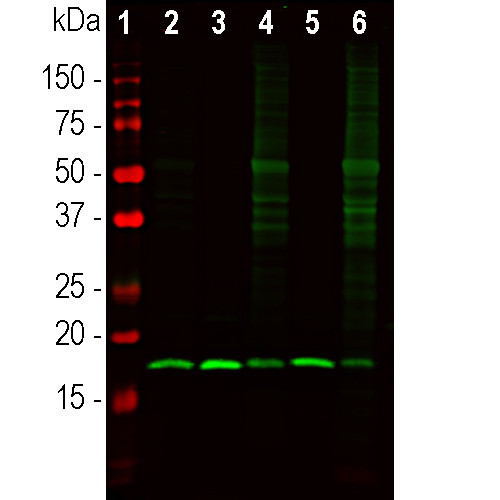 beta Synuclein Antibody in Western Blot (WB)