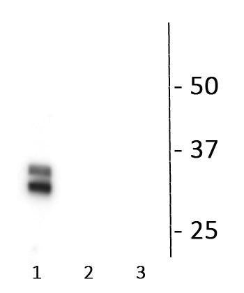 Phospho- Connexin 36 (Ser276) Antibody in Western Blot (WB)