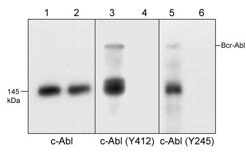 Phospho-c-Abl (Tyr245) Antibody in Western Blot (WB)