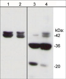 Phospho-Actin (Tyr53) Antibody in Western Blot (WB)