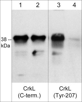 Phospho-CrkL (Tyr207) Antibody in Western Blot (WB)