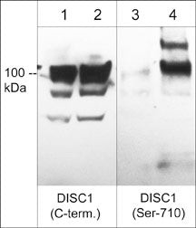 Phospho-DISC1 (Ser710) Antibody in Western Blot (WB)