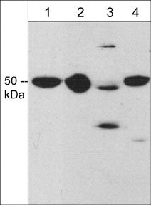 Draxin Antibody in Western Blot (WB)