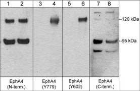 Phospho-EphA4 (Tyr779) Antibody in Western Blot (WB)