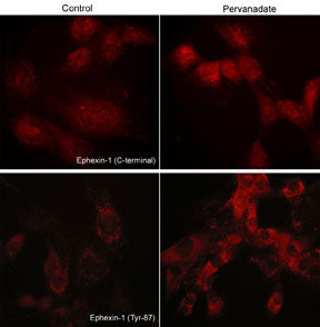 NGEF Antibody in Immunocytochemistry (ICC/IF)