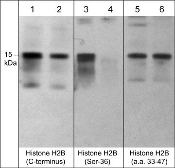 Histone H2B Antibody in Western Blot (WB)