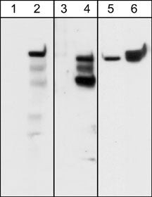 Phospho-CD104 Integrin beta 4 (Tyr1494) Antibody in Western Blot (WB)