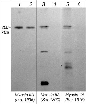 Phospho-MYH9 (Ser1803) Antibody in Western Blot (WB)