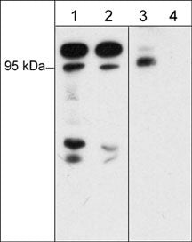 Phospho-A-Raf/B-Raf/C-Raf (Ser446, Ser338, Ser299) Antibody in Western Blot (WB)