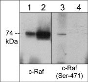 Phospho-A-Raf/B-Raf/C-Raf (Ser471, Ser579, Ser432) Antibody in Western Blot (WB)