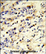 Human IgM Secondary Antibody in Immunohistochemistry (Paraffin) (IHC (P))