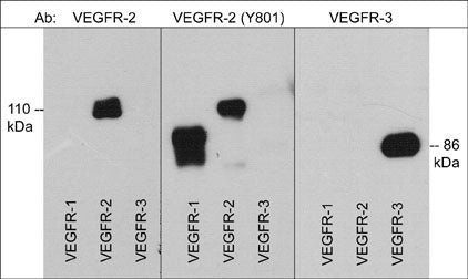 Phospho-VEGF Receptor 2 (Tyr801) Antibody in Western Blot (WB)