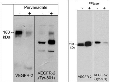 Phospho-VEGF Receptor 2 (Tyr801) Antibody in Western Blot (WB)