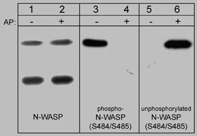 Phospho-N-WASP (Ser484, Ser485) Antibody in Western Blot (WB)