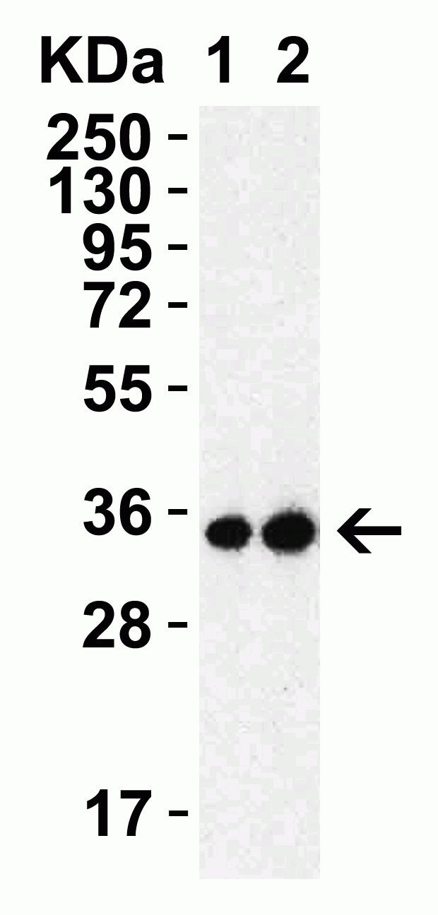 SARS 3CL Protease Antibody in Western Blot (WB)