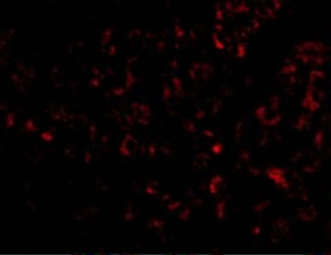 Albumin Antibody in Immunohistochemistry (Paraffin) (IHC (P))