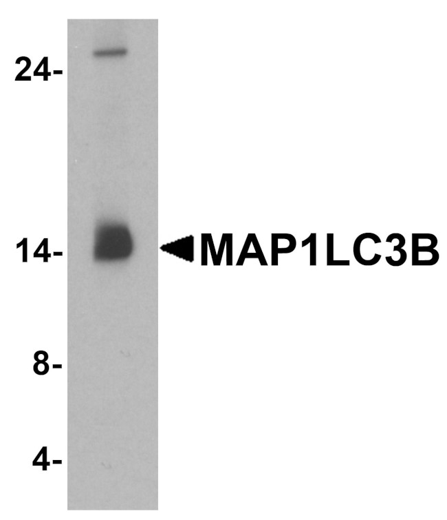 LC3B Antibody in Western Blot (WB)