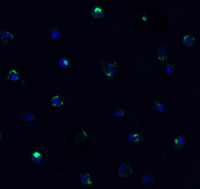 TMPRSS2 Antibody in Immunocytochemistry (ICC/IF)