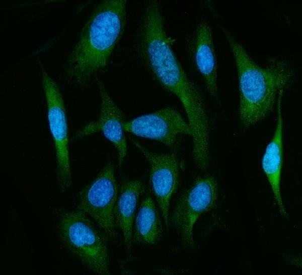 FAAH Antibody in Immunocytochemistry (ICC/IF)