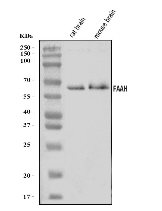 FAAH Antibody in Western Blot (WB)