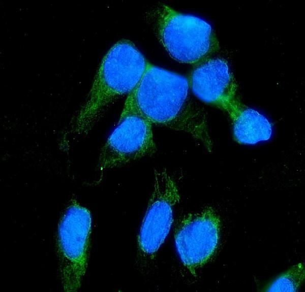 NNT Antibody in Immunocytochemistry (ICC/IF)