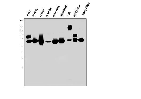 NNT Antibody in Western Blot (WB)