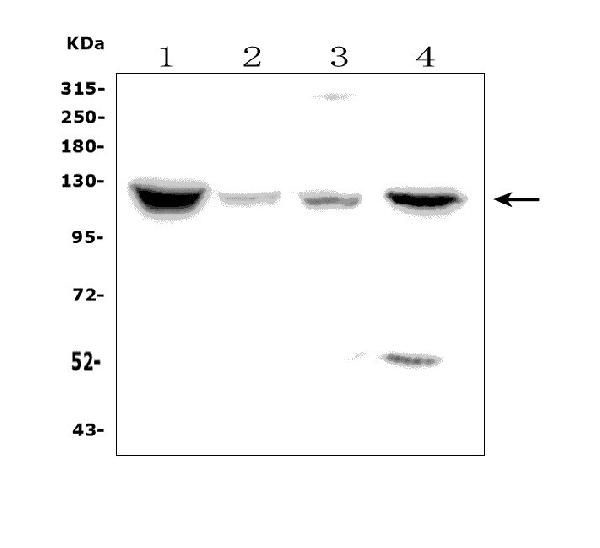 NPR1 Antibody in Western Blot (WB)