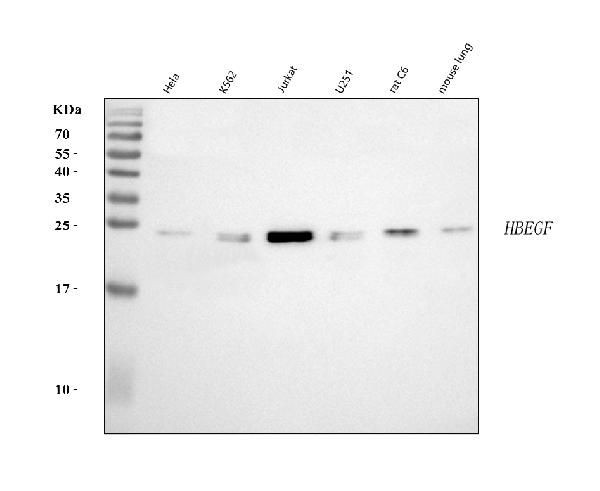 HBEGF Antibody in Western Blot (WB)