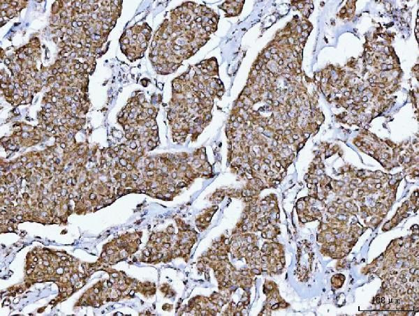 GluD1/GluD2 Antibody in Immunohistochemistry (Paraffin) (IHC (P))