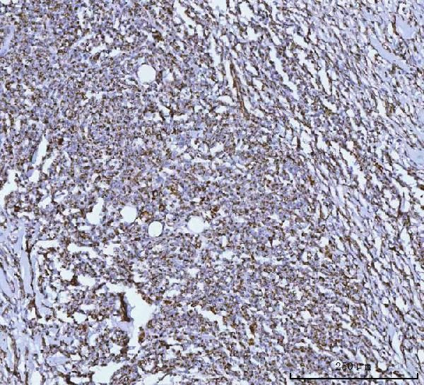 GluD1/GluD2 Antibody in Immunohistochemistry (Paraffin) (IHC (P))