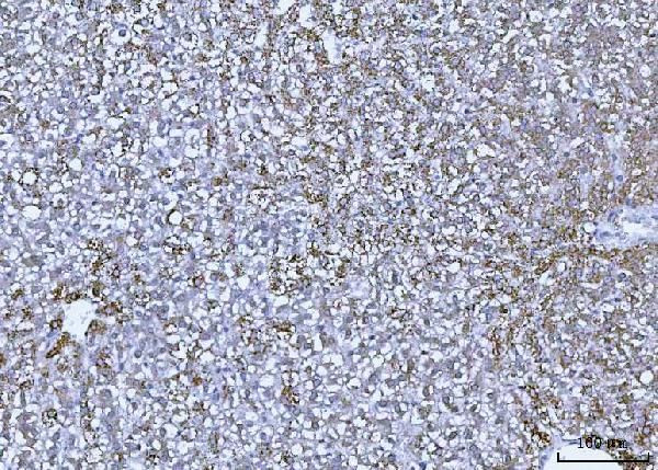 GluD1/GluD2 Antibody in Immunohistochemistry (Paraffin) (IHC (P))