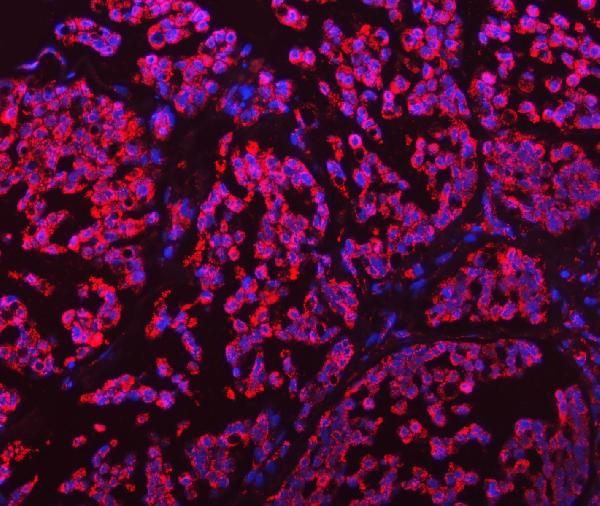 GluD1/GluD2 Antibody in Immunohistochemistry (Paraffin) (IHC (P))