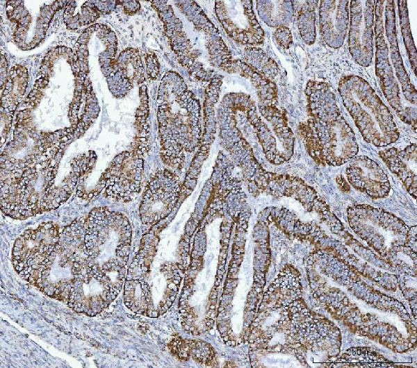 GluD1/GluD2 Antibody in Immunohistochemistry (Paraffin) (IHC (P))