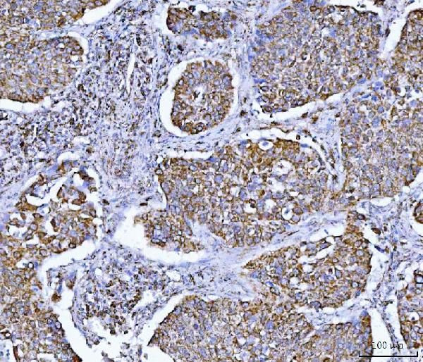 GluD1/GluD2 Antibody in Immunohistochemistry (Paraffin) (IHC (P))