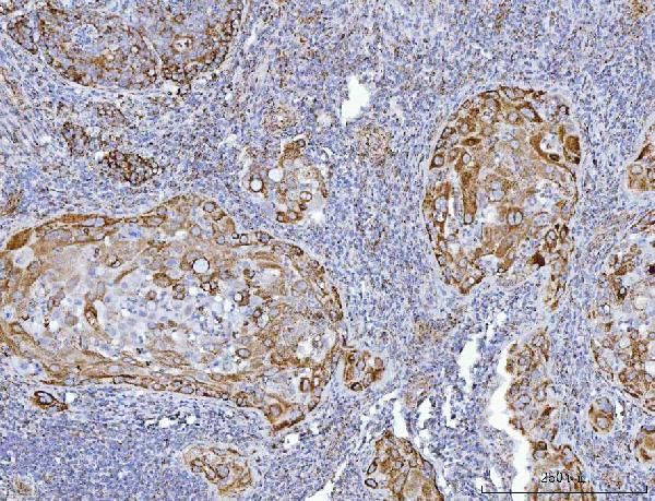 GluD1/GluD2 Antibody in Immunohistochemistry (Paraffin) (IHC (P))