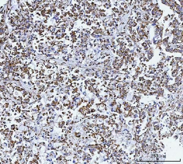 GluD1/GluD2 Antibody in Immunohistochemistry (Paraffin) (IHC (P))