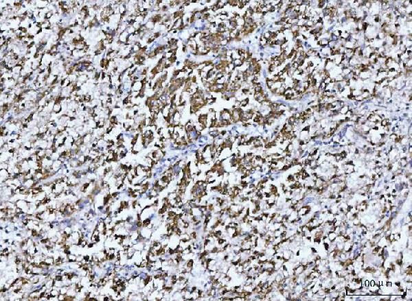 GluD1/GluD2 Antibody in Immunohistochemistry (Paraffin) (IHC (P))