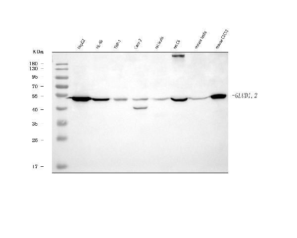 GluD1/GluD2 Antibody in Western Blot (WB)