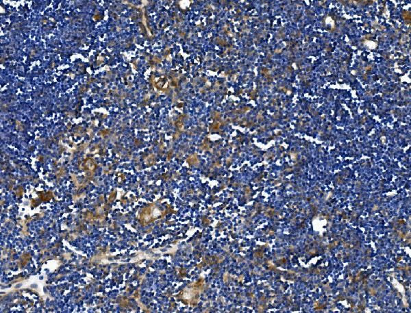 TRIM6 Antibody in Immunohistochemistry (Paraffin) (IHC (P))